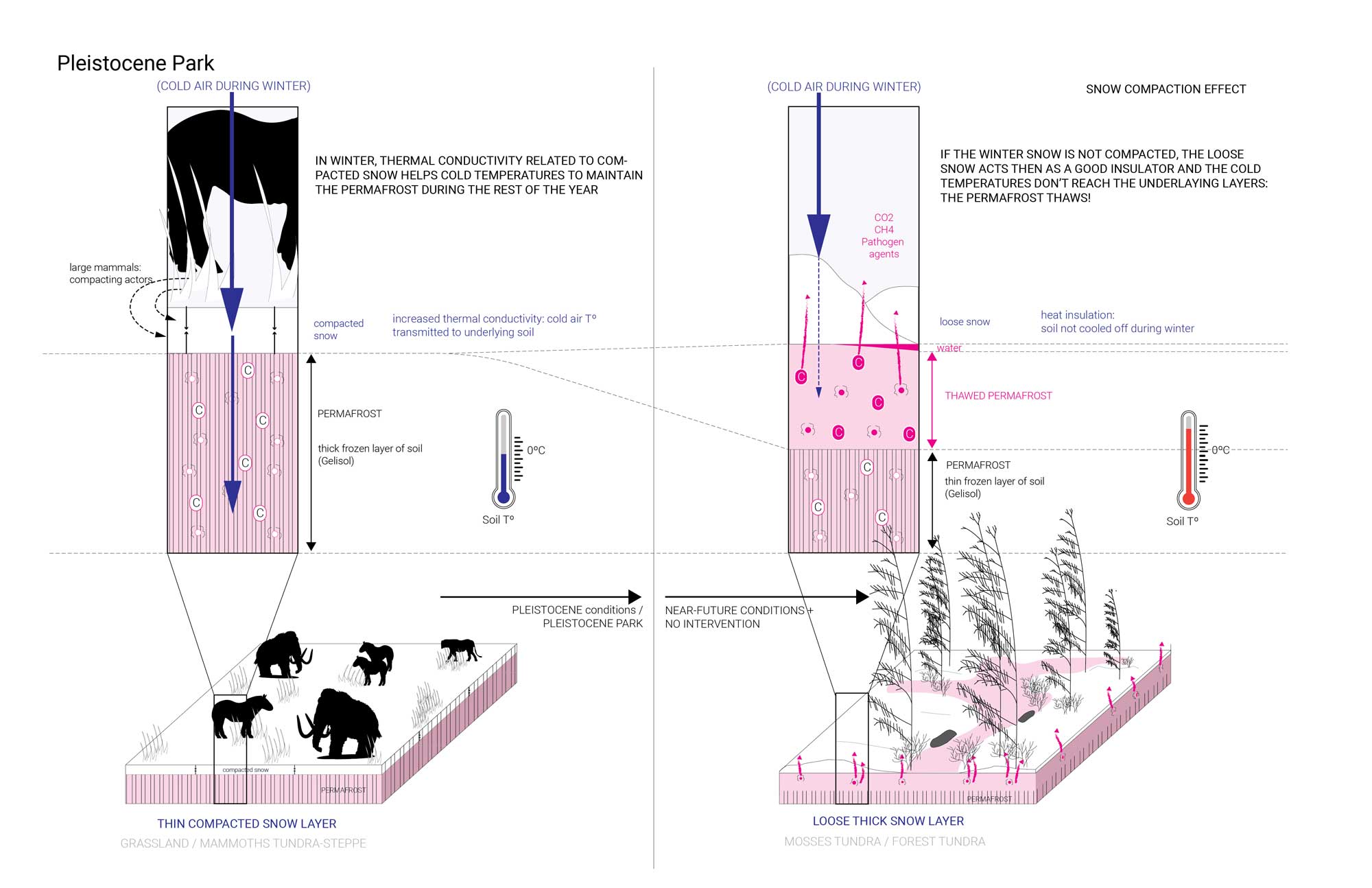 A diagram showing different plant and animal adaptations to the changing climate of forest tundra in Russia.