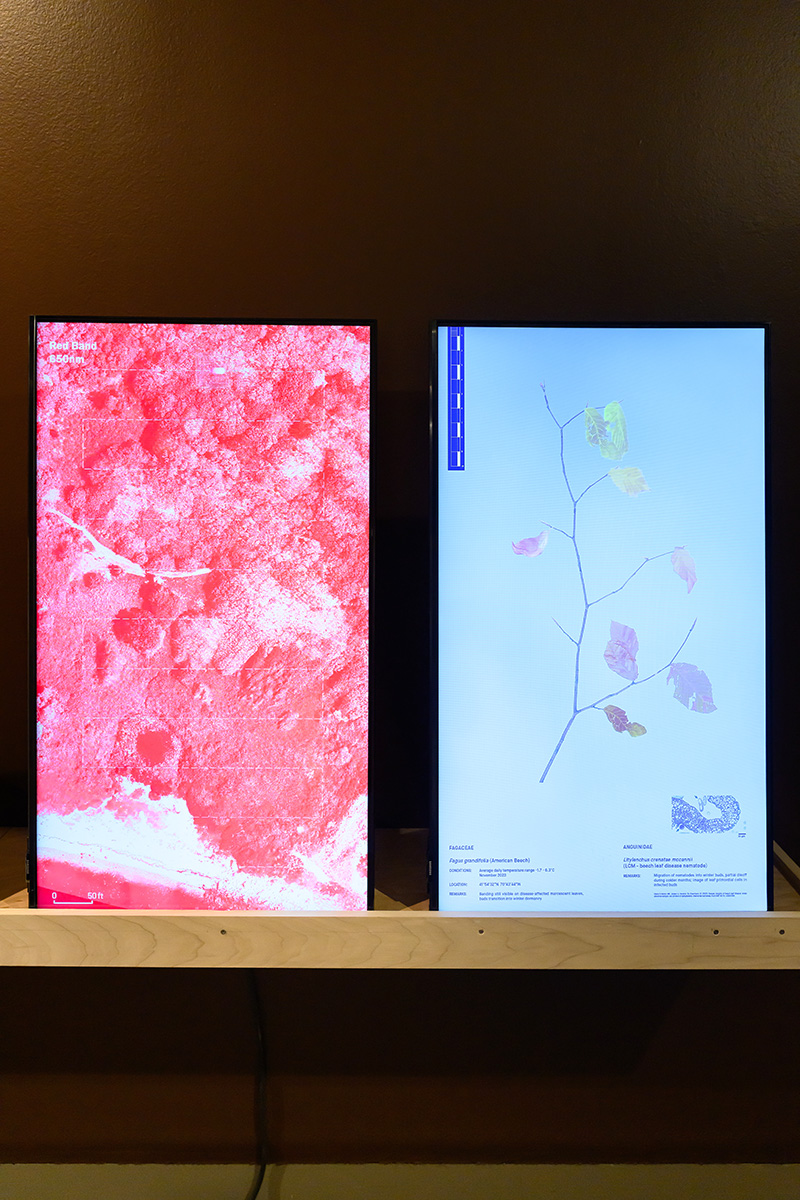 A detail of a wall inside Druker Design Gallery with two LCD panels displaying videos of a landscape and a botanical drawing.