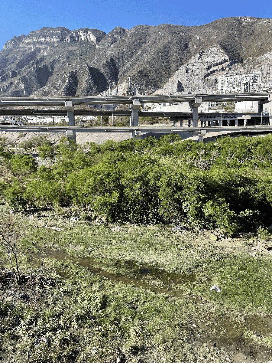 A dry riverbed overgrown with vegetation.