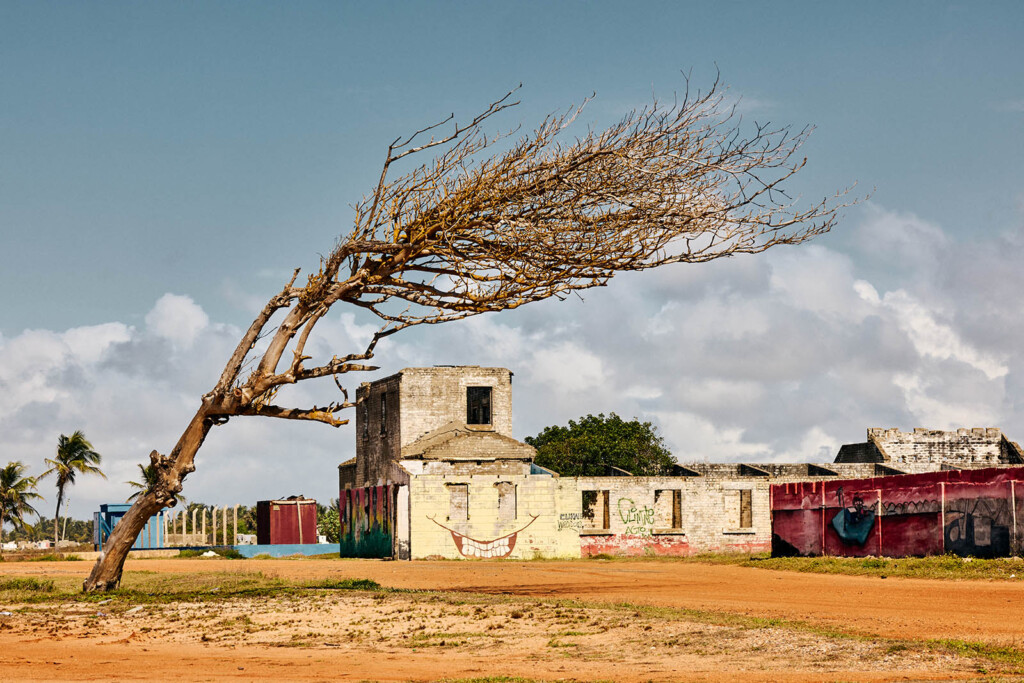 A photo of a weather tree leaning to the right with ruins of a building in a distance.