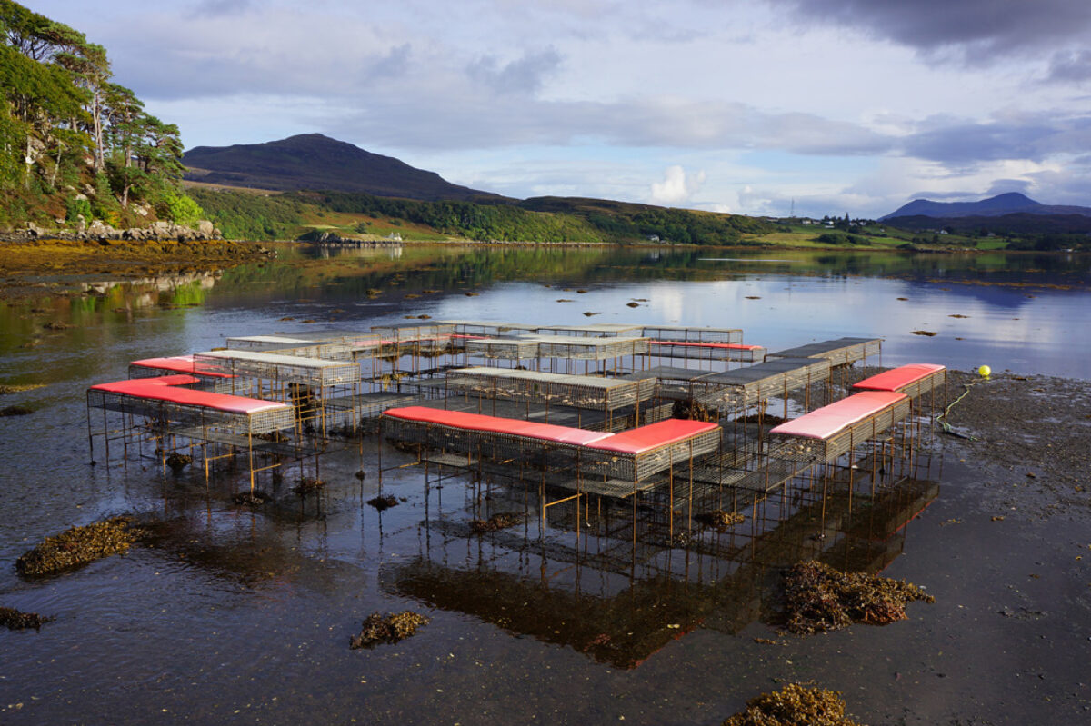 A structure of metal legs and metal wire cages, some covered in red cushions, stands in an intertidal zone in a bay. Some of the metal wire cages have oysters in them. The structure resembles benches and tables.