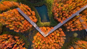 An overhead view of a park with groves of trees with red and brown leaves amid marshland. A path winds through the park.