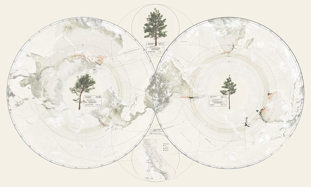 A map of the world showing the areas where Monterrey pine trees grow. Images of pine trees appear on the map.