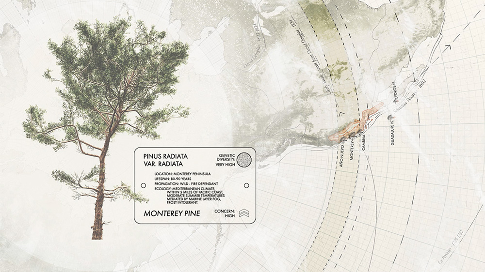A drawing of a Monterey pine tree along with a scientific identification tag for it and a map of its native range in California.