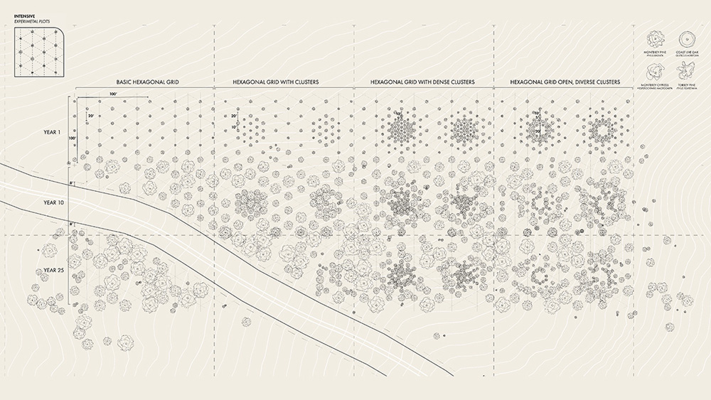 A plan for a landscape that includes various kinds of trees and a road.