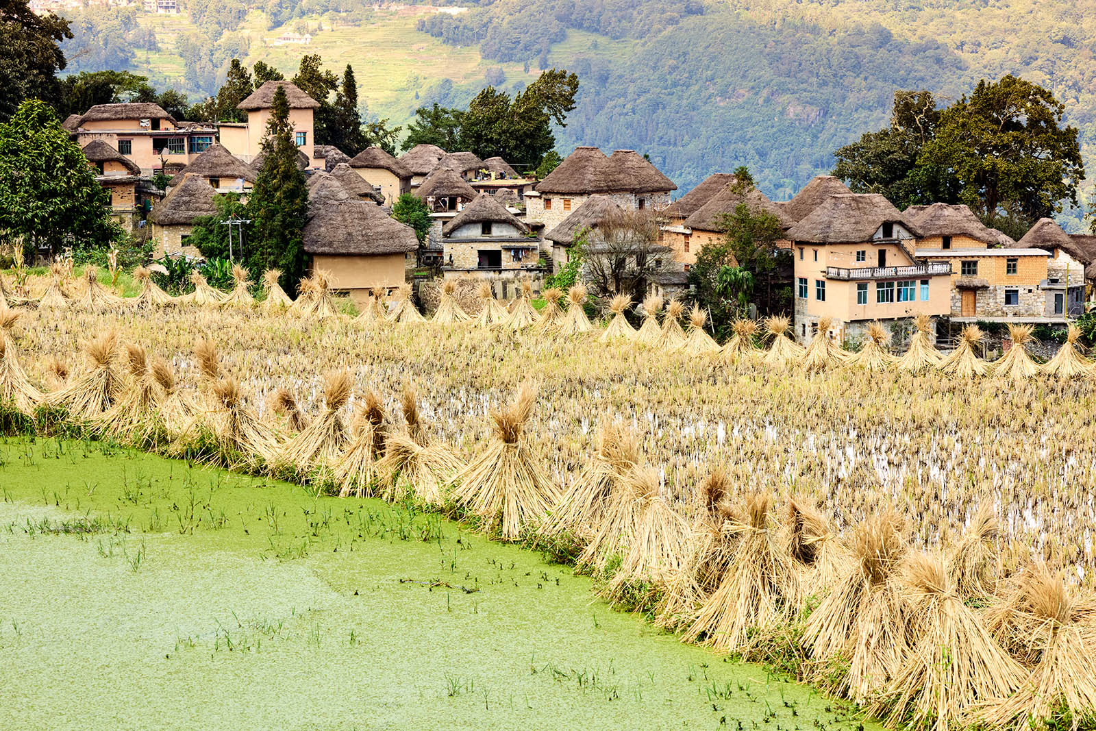Harvested rice field with a village in a background