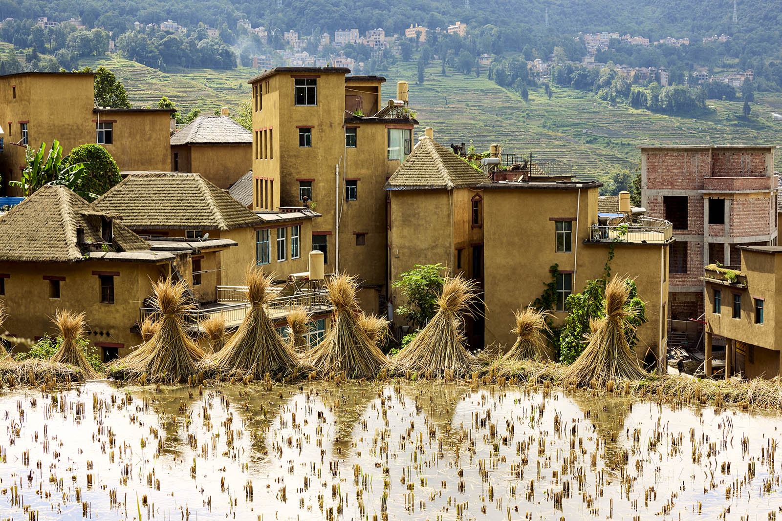 Harvested rice with buildings in the background