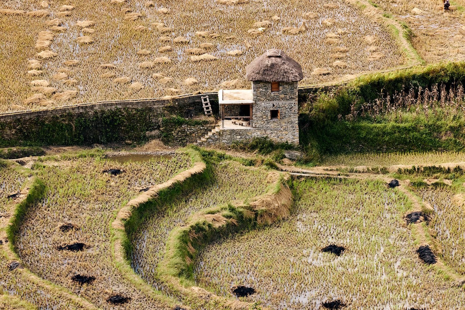 Rice field with harvested rice