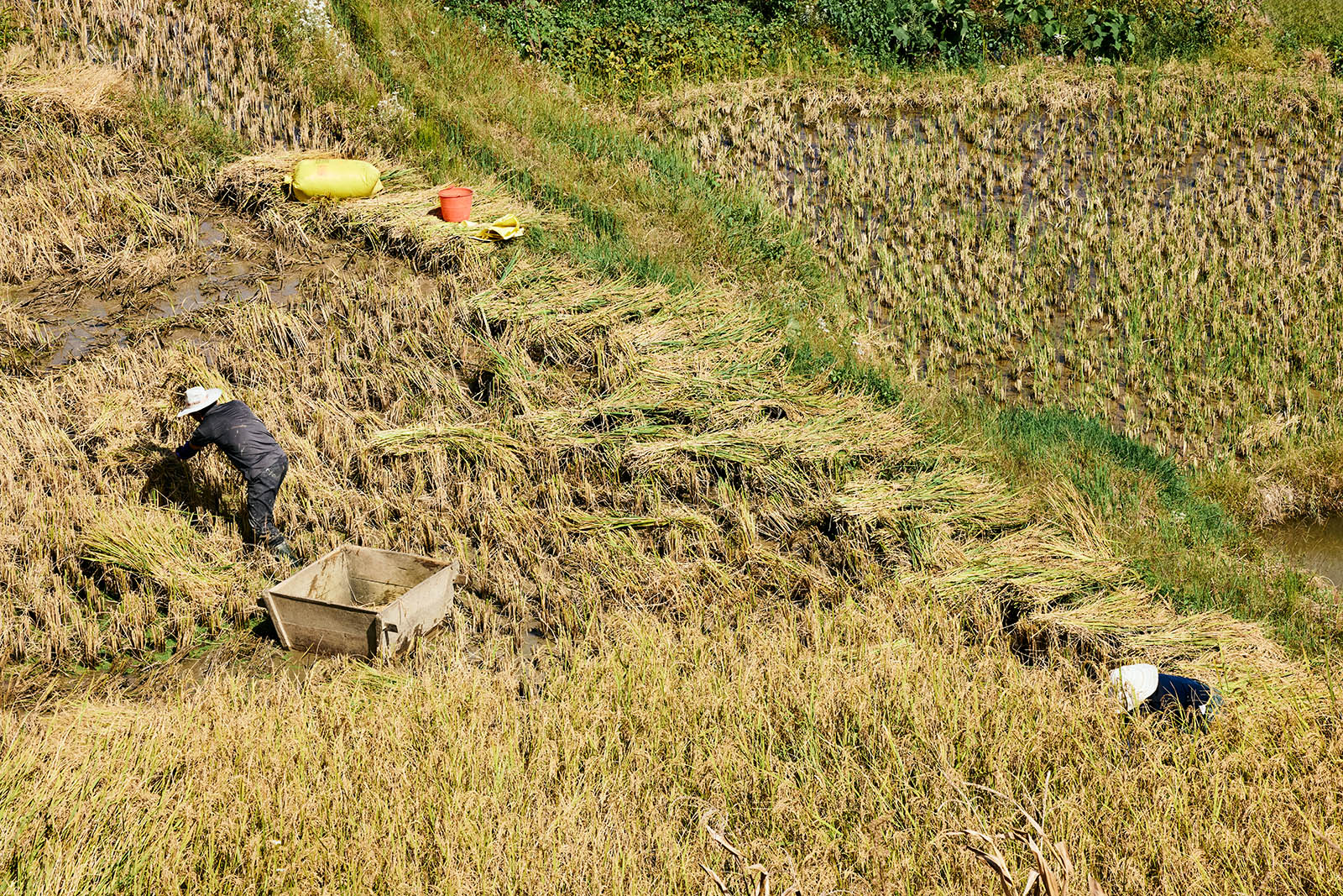 People working in a rice field