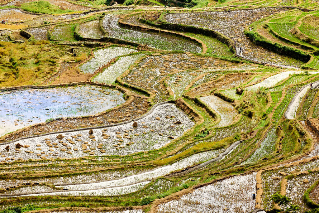 Close up of rice terraces