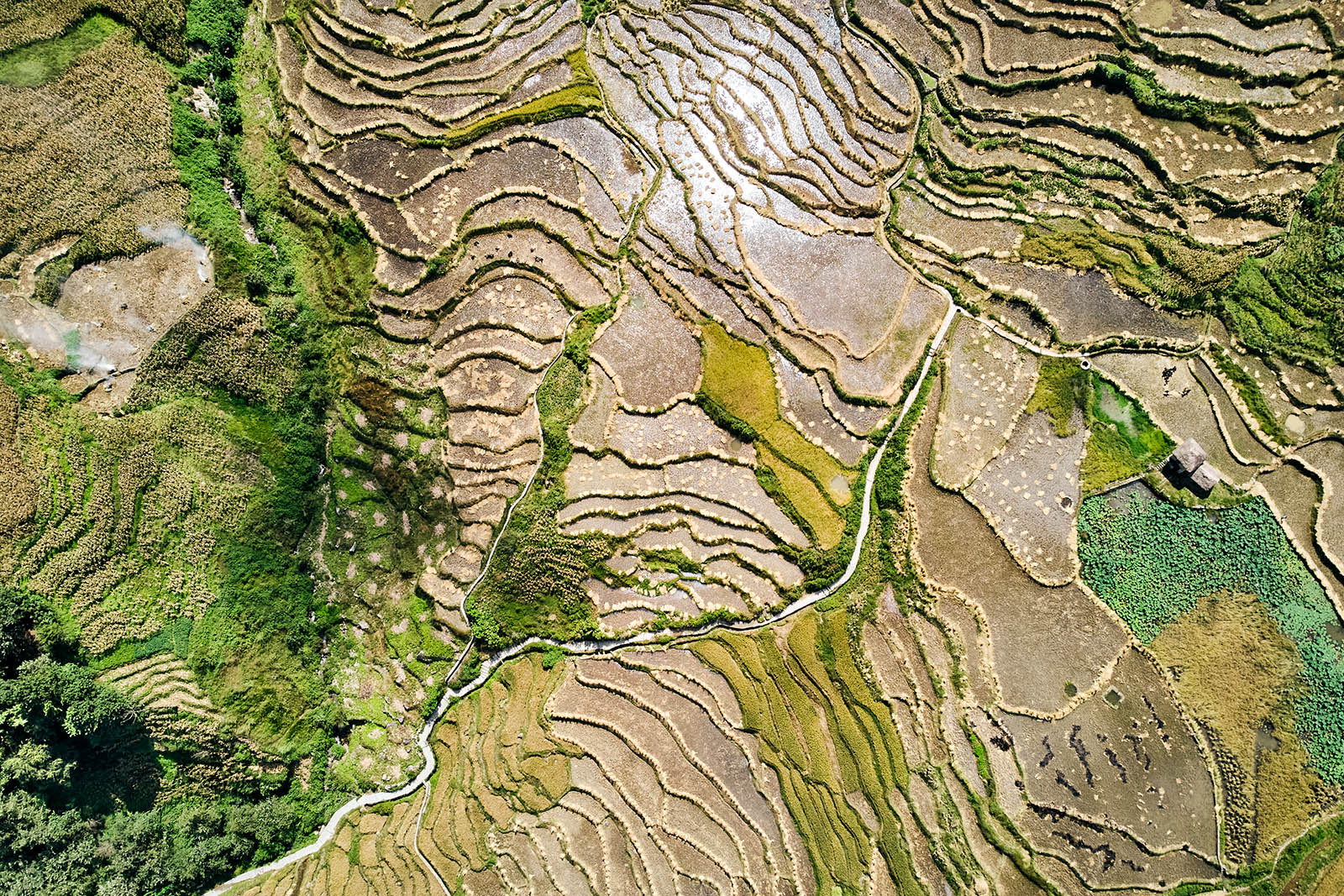 Aerial view of rice tarraces