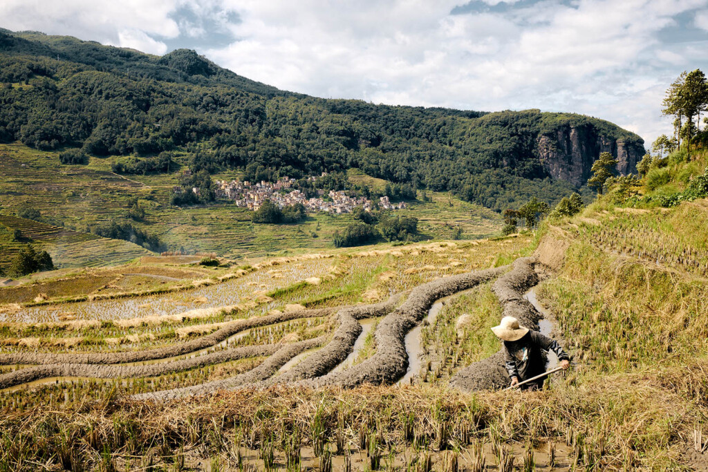 Man working in a rice field