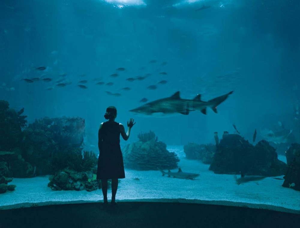 Woman and shark at aquarium