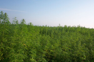 field of green industrial hemp growing