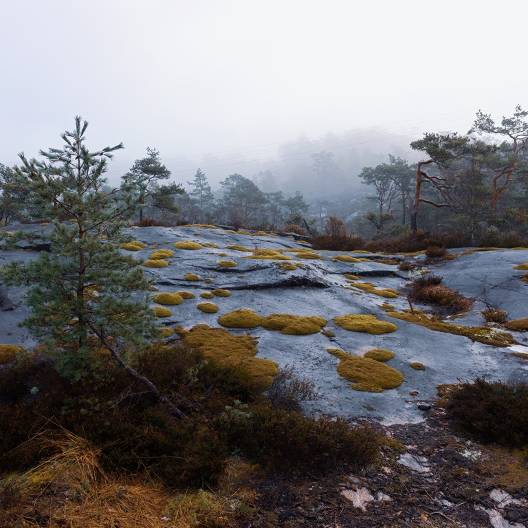 moss growing on black rock