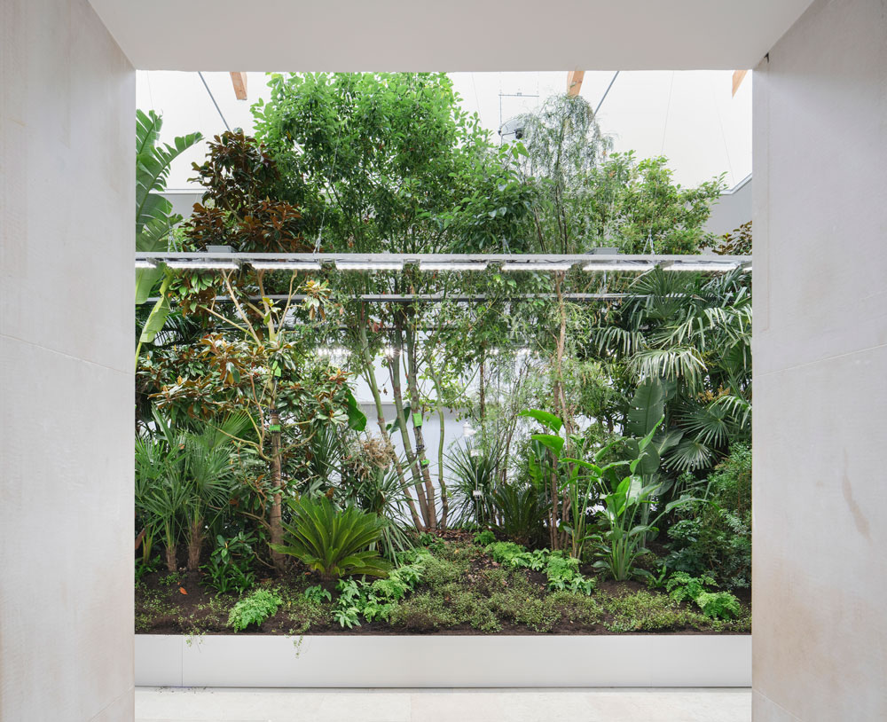 plants in a white room