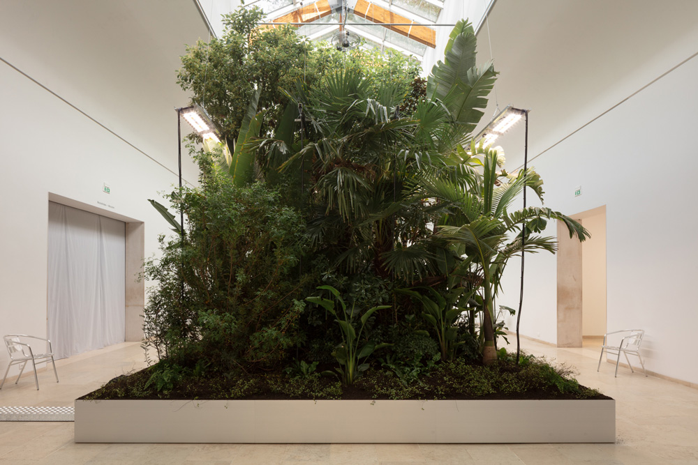 plants in white room