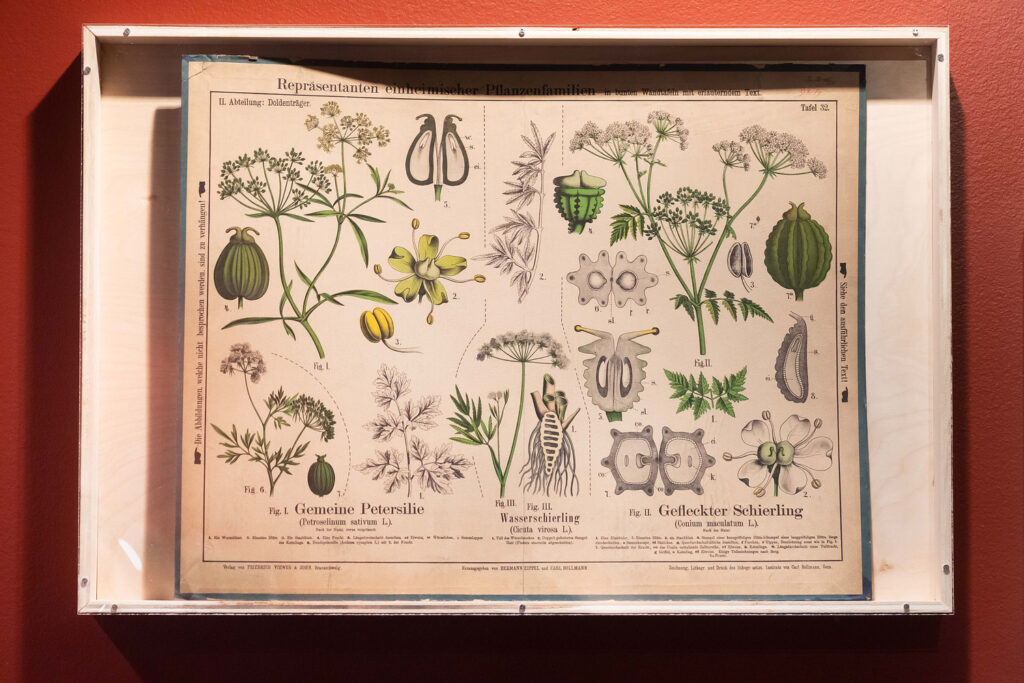 Antique German book open to pages containing drawings of delicate flora.