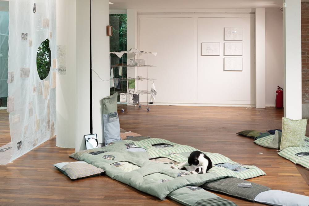 Cat on cushions in largely white room with wooden floors.