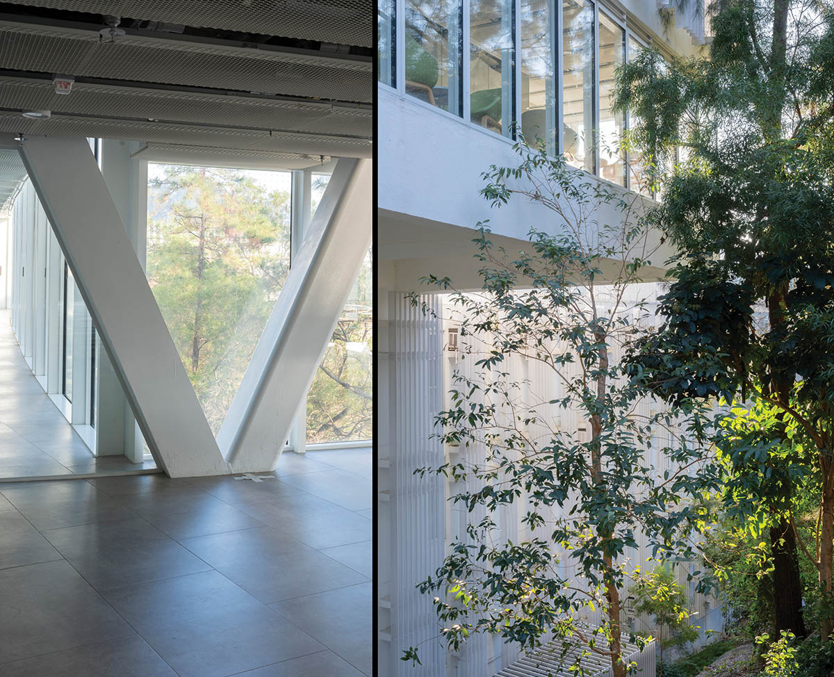 A row of windows on an overhang behind a lush tree.
