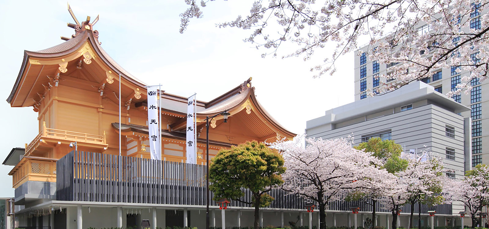 Cherry blossoms bloom in front of Suitengu, a wooden Shinto Shrine, backgrounded by modern corporate buildings in Tokyo.