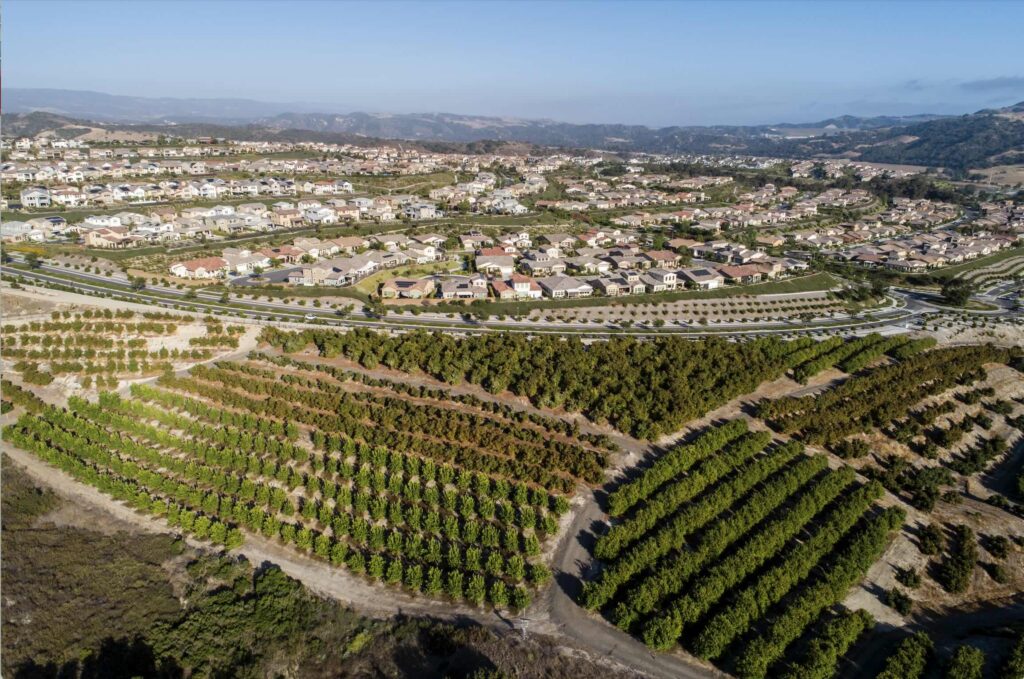 citrus trees planted near the Rancho Mission Viejo project