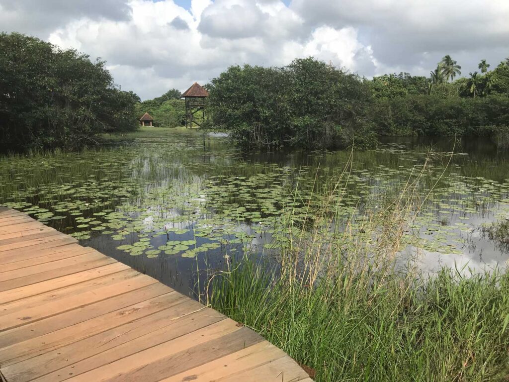 Wetland with greenery and boardwalk.
