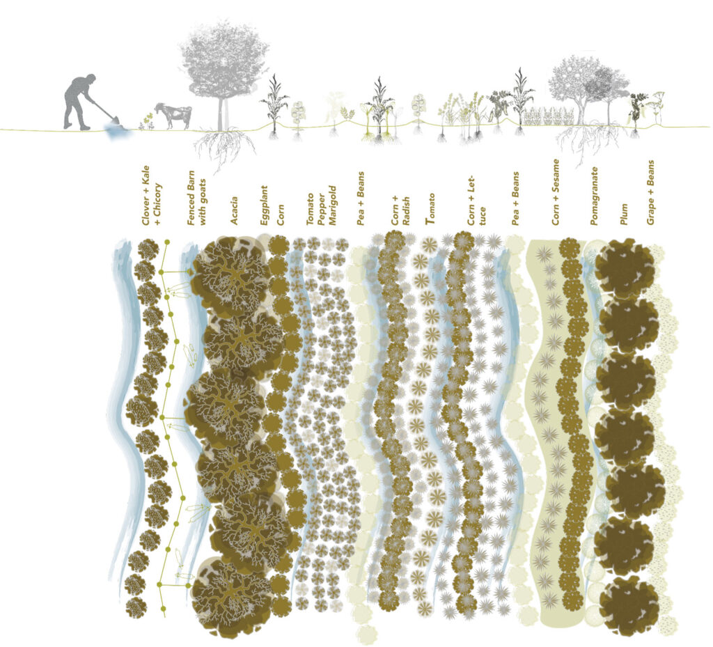 Graphic from project about planting land