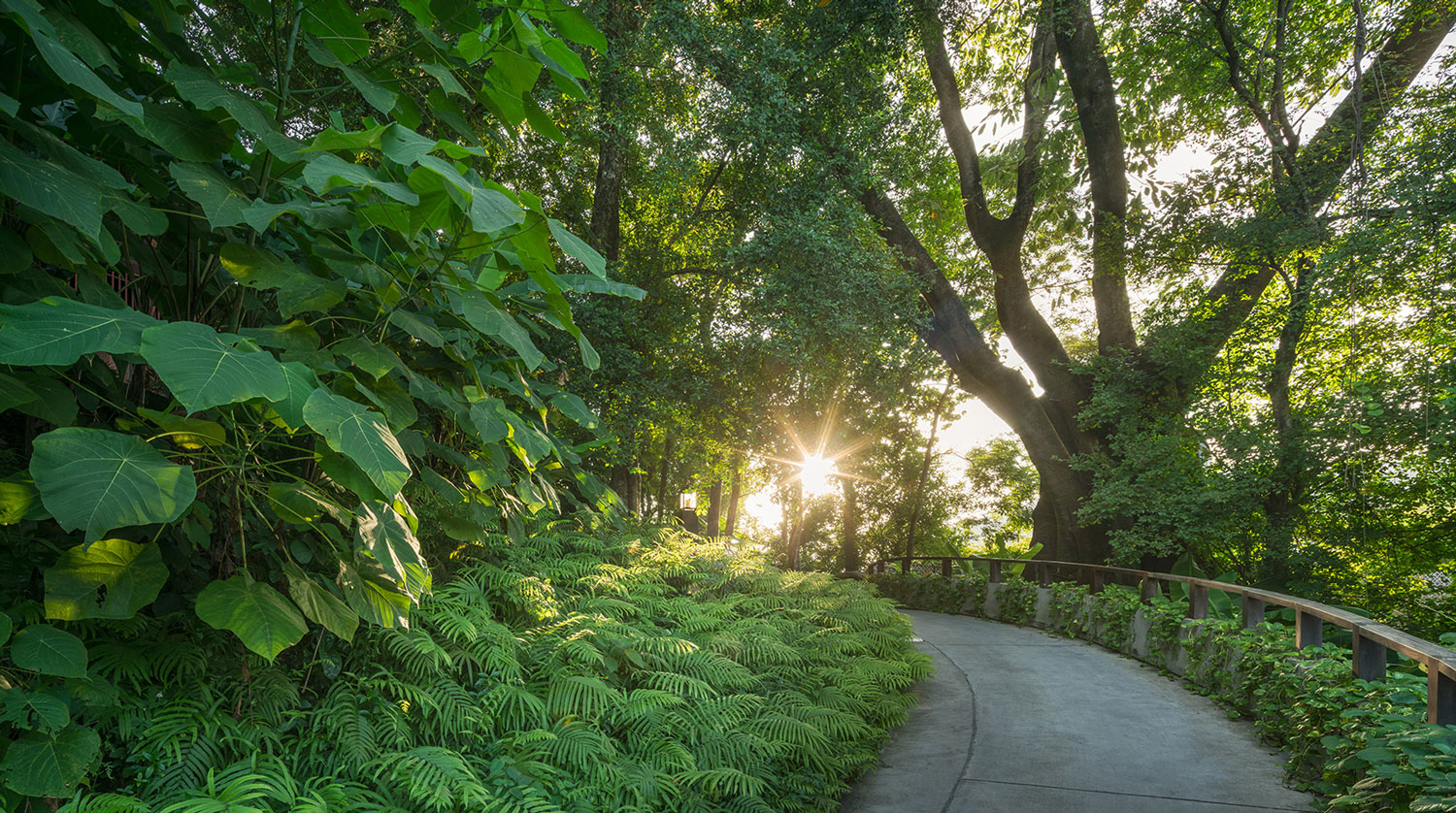 Greenery with path.