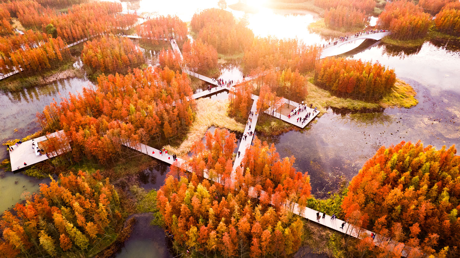 Clusters of trees surrounding a group of intersecting paths and viewing platforms, all on a waterway. Fishtail Park by Turenscape.