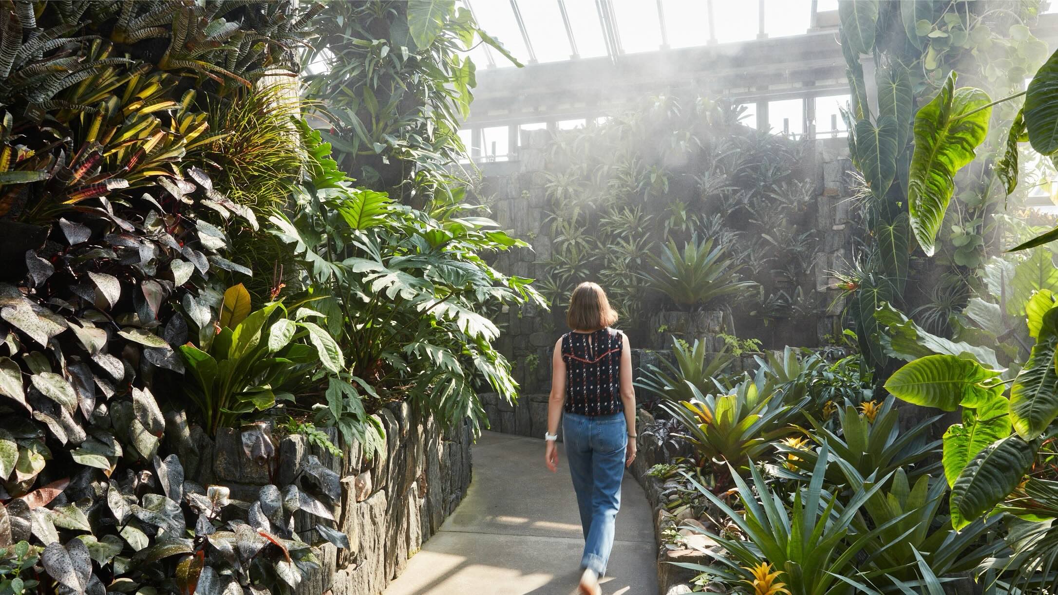 a person walks in a tropical glasshouse garden