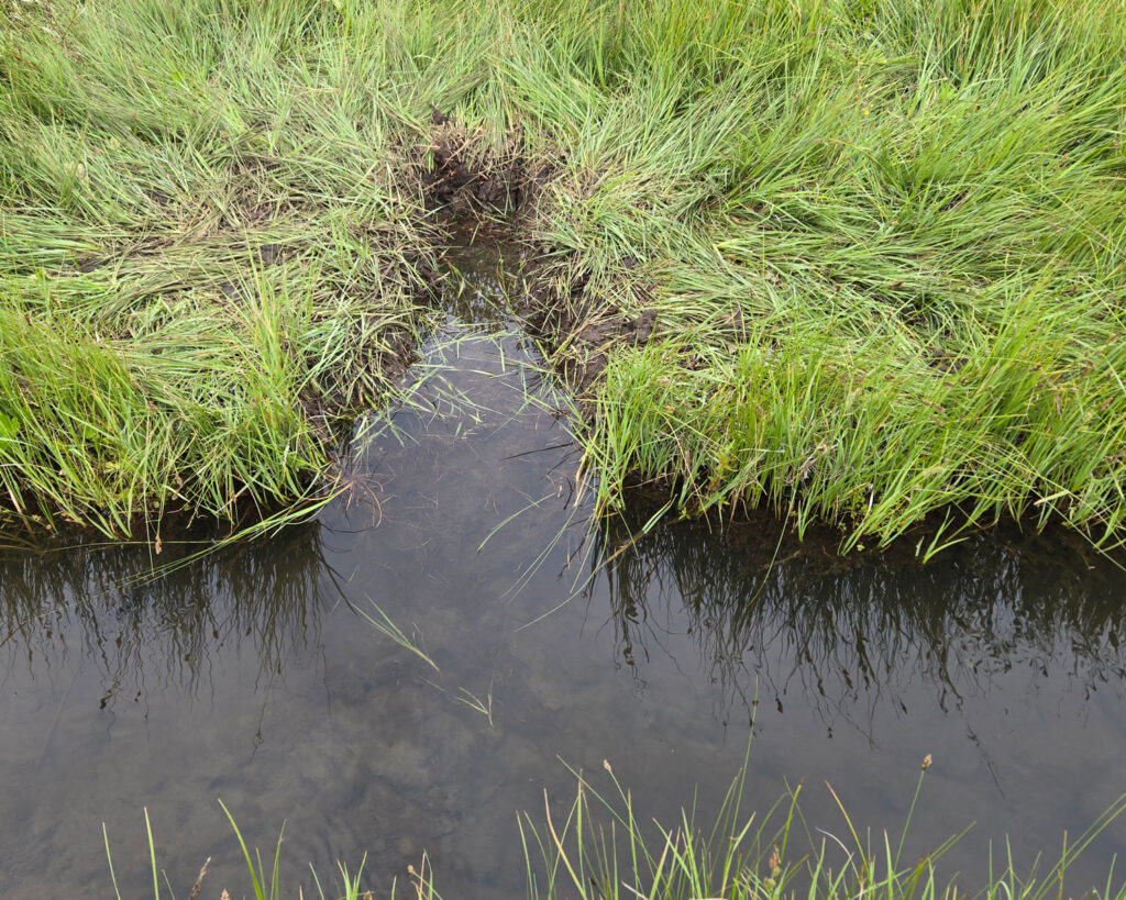 A photograph of marshy land bordering a small body of water. A rectangular section of the land has been removed.