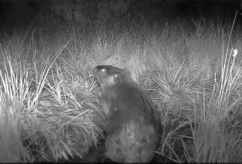 A black-and-white image of a beaver.