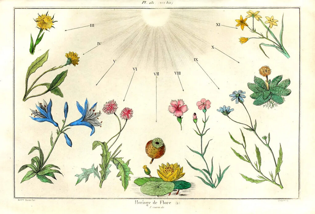 A depiction of different flower species arrange in a semi-circle, a configuration that resembles a clockface.