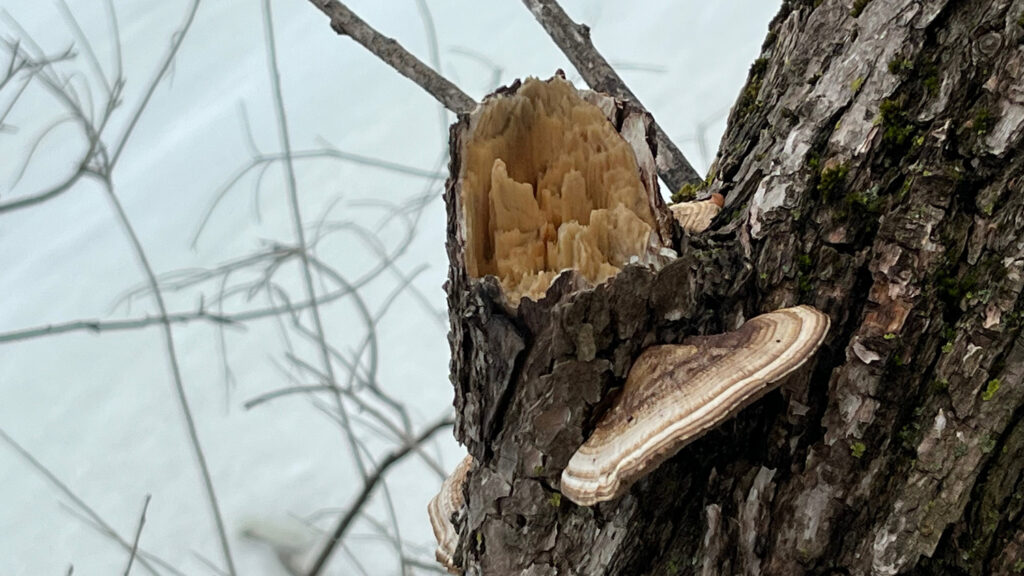 A mushroom growing on a tree.