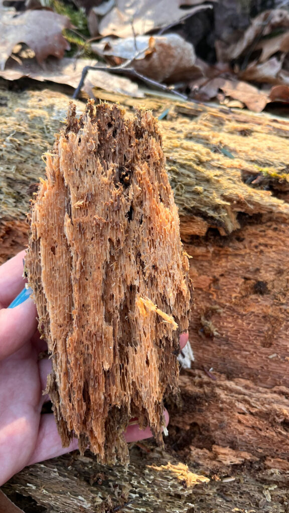 A spongelike piece of wood.