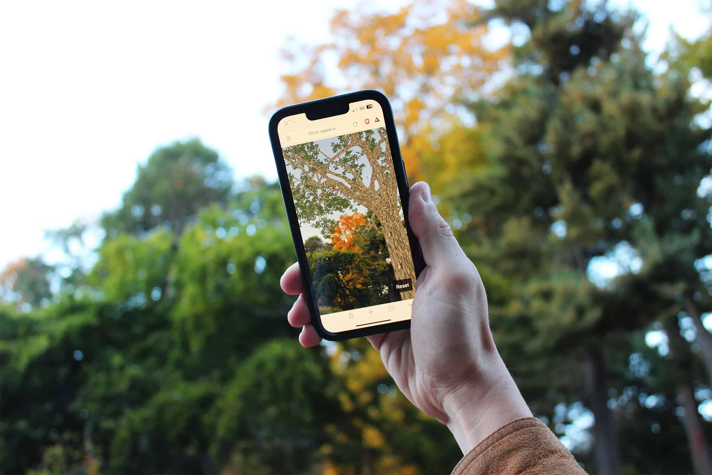 A phone held up by a person's hand, showing an image of a tree, outside.