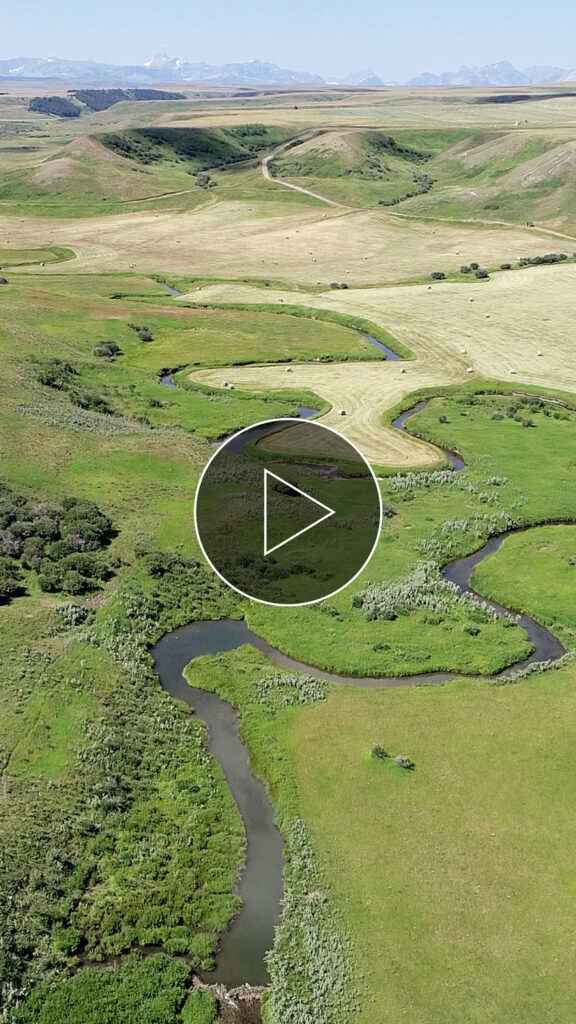 How Landscape Architects Work with Nature’s Furriest Engineers