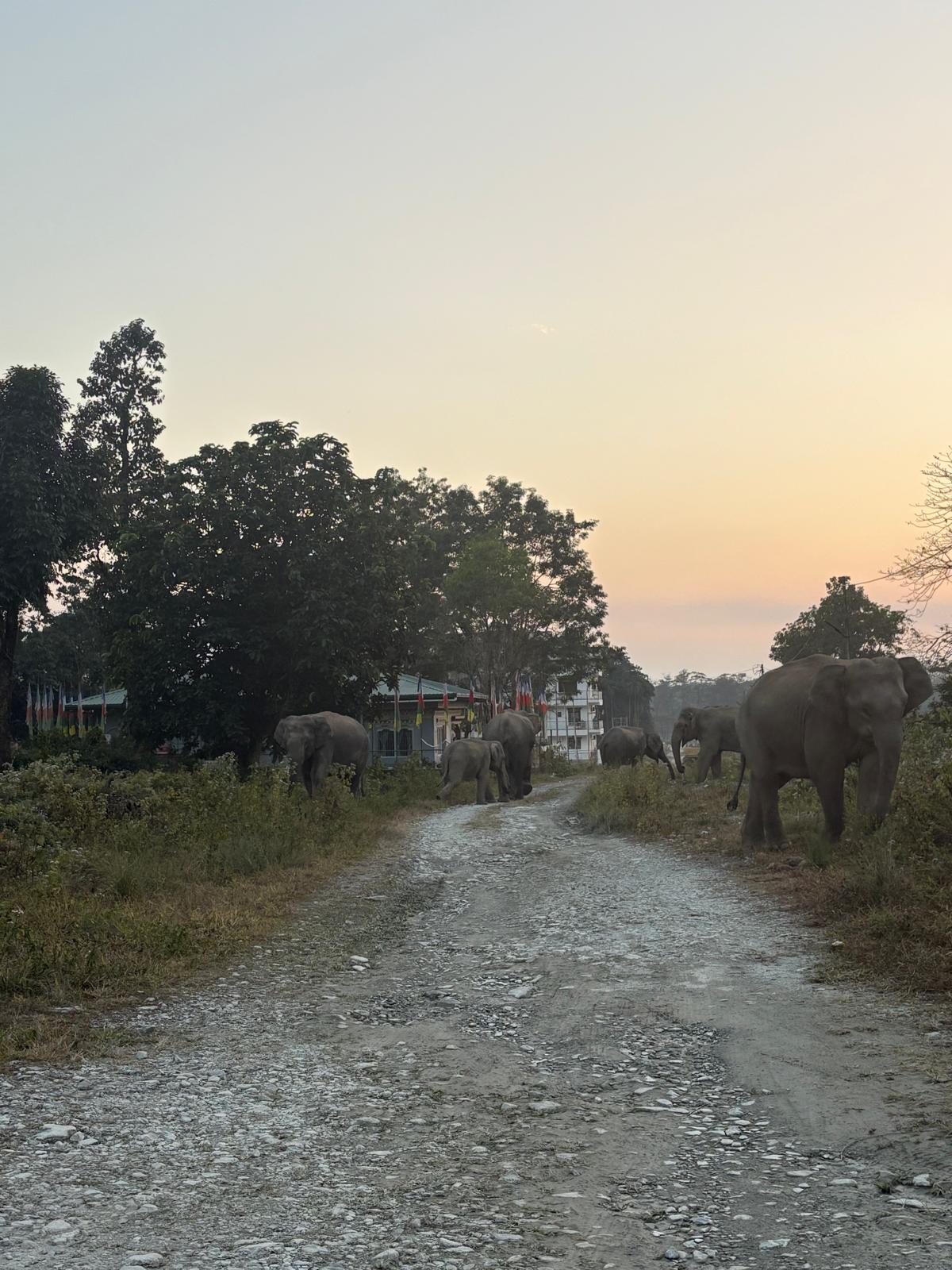 Elephants walk in Gelephu