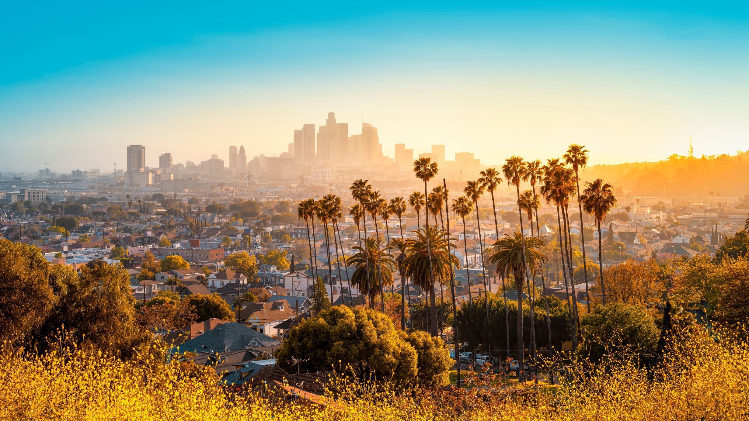 Skyline of Downtown Los Angeles at sunset with blue skies and palm trees in the foreground