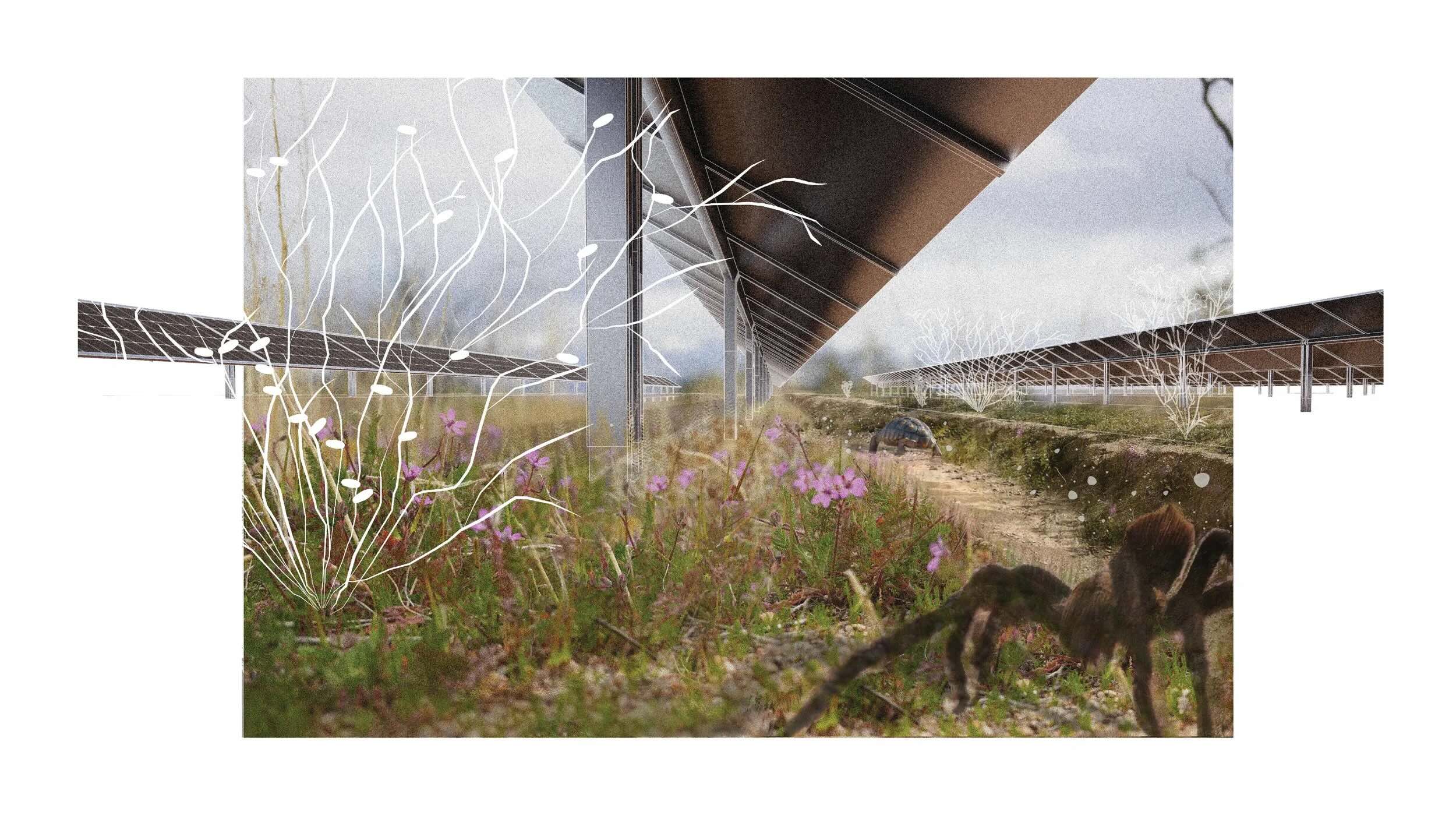 a rendering from Tortoise and Tarantula