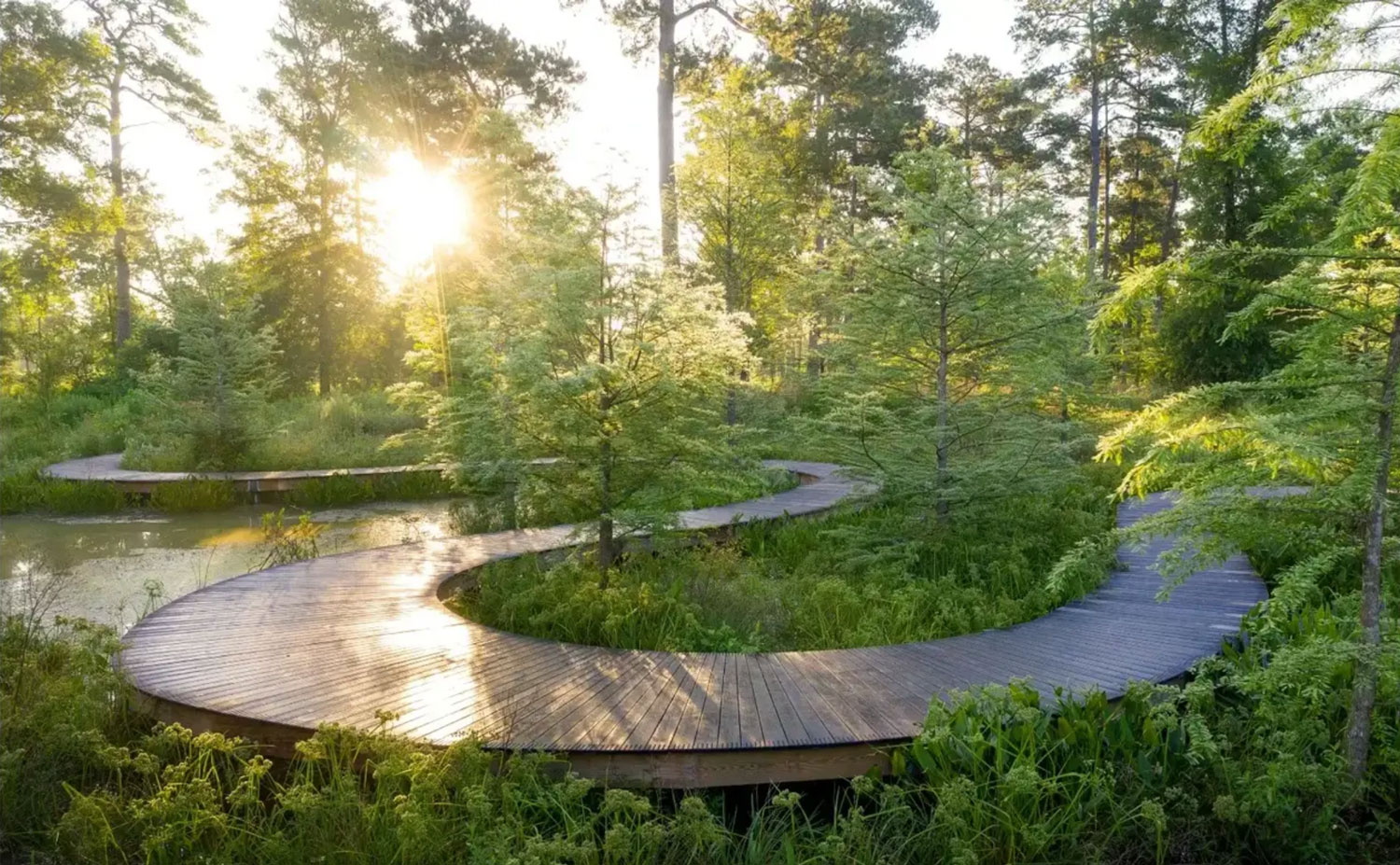 Greenery with wooden boardwalk curving through.