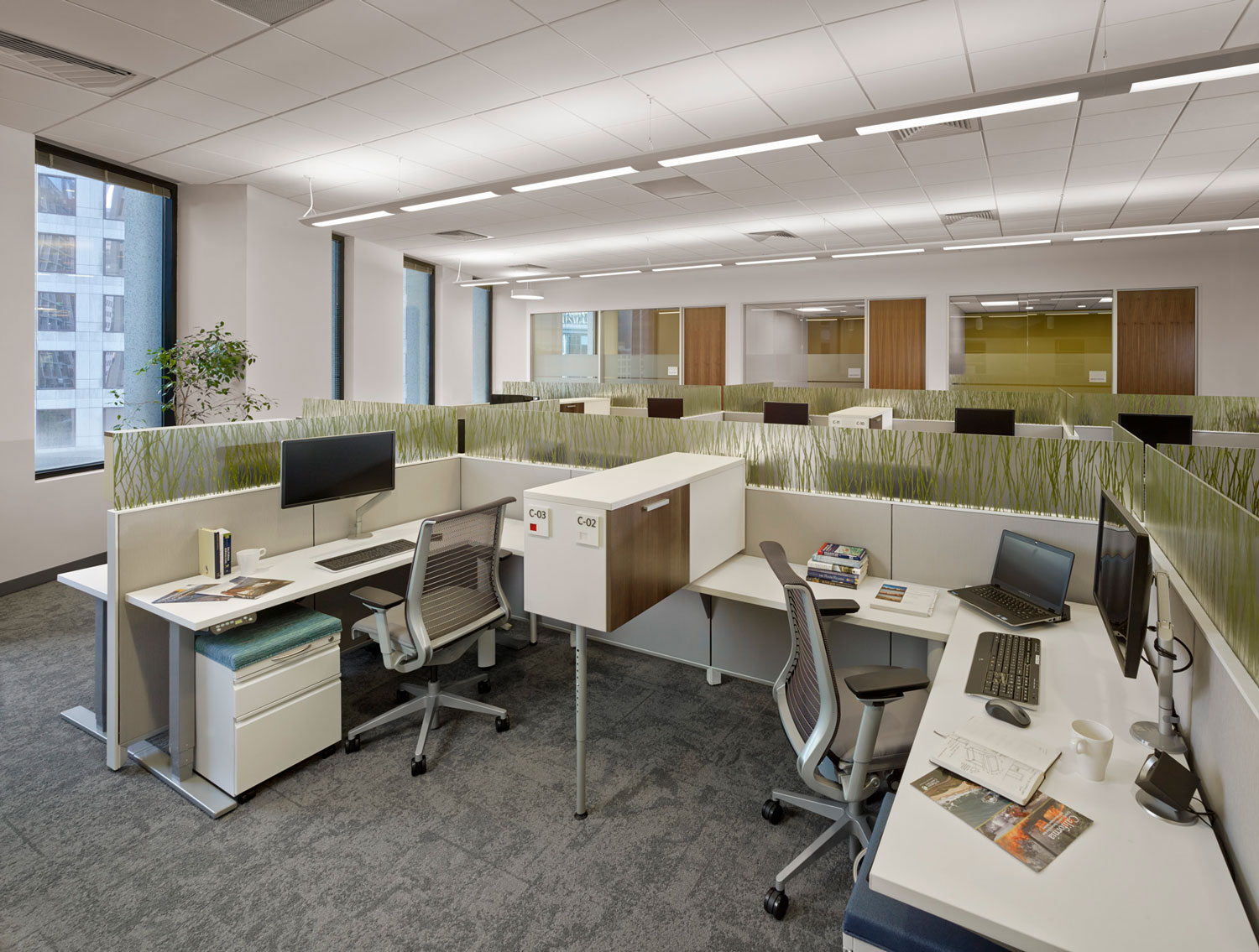 Open office cubicles with lots of light and some greenery.