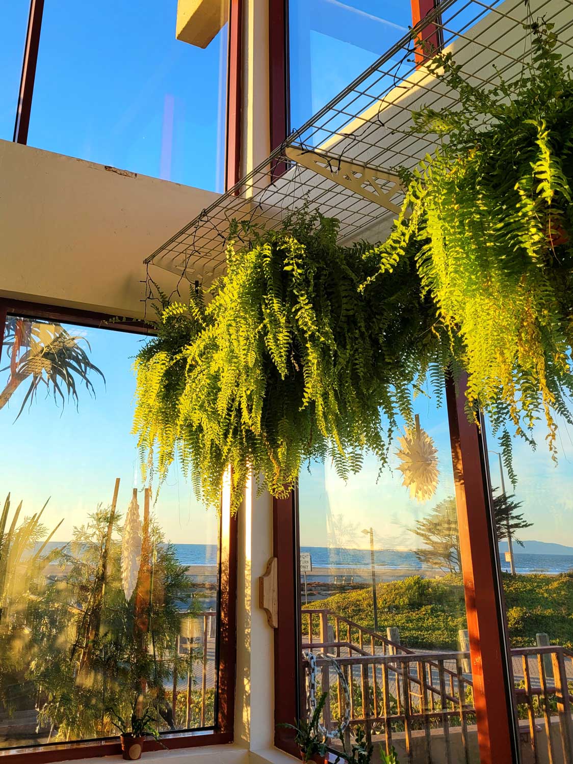 Two palm trees and the ocean on view beyond a large area of windows.