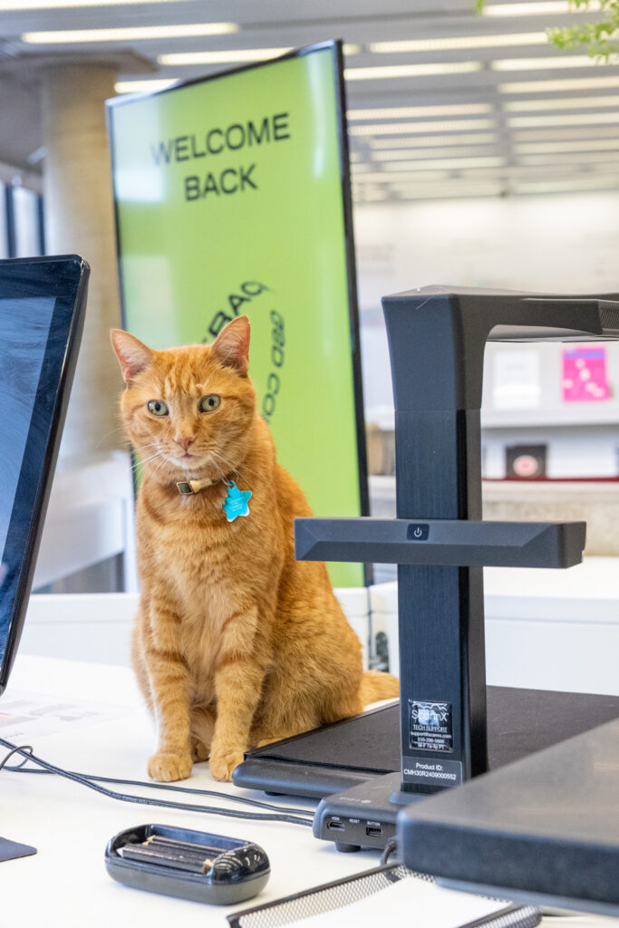 Orange cat standing on a desk.