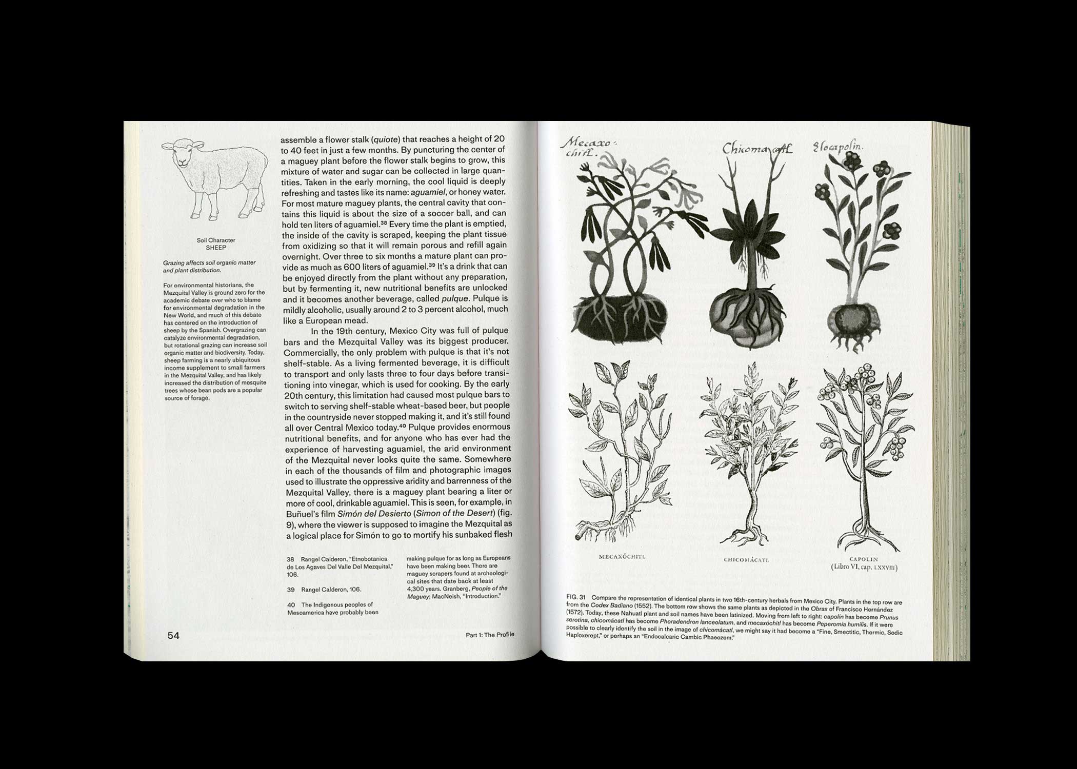 Book spread showing drawings of trees and plants and words.